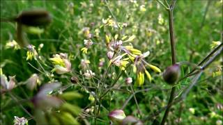 Lesser Meadowrue Thalictrum minus  Small meadowrue  20140615 [upl. by Hackathorn]