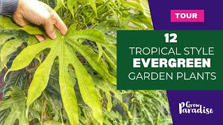 Tropical style evergreen plants for your garden  Cold hardy [upl. by Ziza]