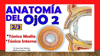 🥇 Anatomía del OJO 23  Túnica Media y Túnica Interna [upl. by Froh]