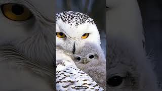 Facts about Owls  Informative facts about Owls  interesting facts about Owls  owl wildlife [upl. by Eudosia]