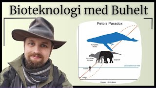 Bioteknologi  Celledeling [upl. by Jillie]