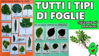 🍁🍀🍃 Tutti i tipi di foglie botanica per bambini [upl. by Levinson]