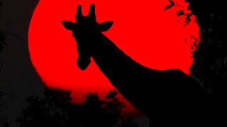 He Took Control of 50000 Printers With 3 Lines of Code🎙Darknet Diaries Ep 31 Hacker Giraffe [upl. by Malcolm]