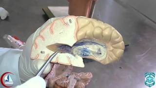 Lateral ventricle Model  Practical anatomy 2nd year [upl. by Che]