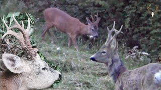 Bockjagd 2023  In den Auen der Sava  Hunting Roebucks in the Sava floodplains [upl. by Comethuauc]