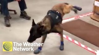 Police dog cant get used to his new winter booties [upl. by Nylla757]