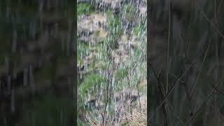 Reverse Waterfall At RSPB Bempton Cliffs [upl. by Sabina]