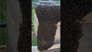 Bee Bearding or Swarming beelife beekeeping [upl. by Keligot]