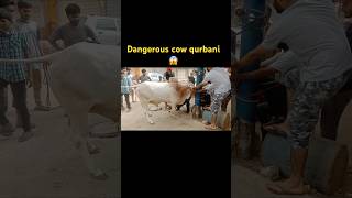 Dangerous cow qurbani 😨  Cow videos  Animals lover  Noni Goshi Vlogs [upl. by Melita]