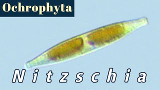 Nitzschia Bacillariophyceae or Diatoms [upl. by Esinahs140]