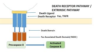 APOPTOSIS PART 1 Definition Causes amp MechanismPathways [upl. by Sungam]