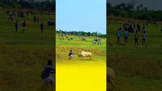 manjuvirattu jallikattu village tamil culture shorts trending video love bull [upl. by Dall]