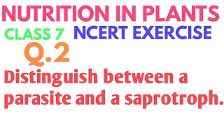 Distinguish between a parasite and a saprotroph  Nutrition in plants class 7th ncert solution [upl. by Rapp]