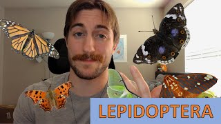 Lepidoptera The Butterflies and Moths  Order Spotlight [upl. by Alessandro638]