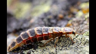 Larva de luciérnaga común europea Lampyris noctiluca [upl. by Aihsenod]