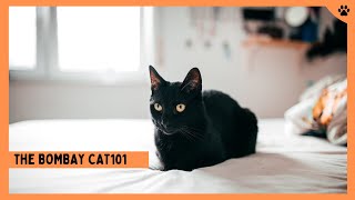 Bombay Cats 101 Cat Breed Information [upl. by Allys659]