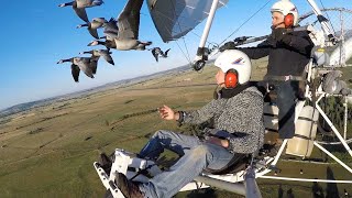 Pilot Takes To The Skies With Bird Flocks [upl. by Sokcin]