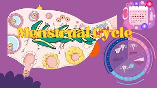 Demystifying the Menstrual Cycle Phases and Importance in Human Biology  NEET 2024  CBSE [upl. by Hairim]