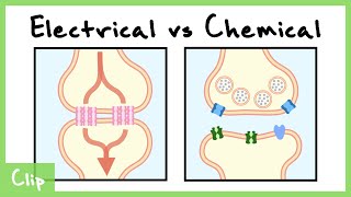 Electrical vs Chemical Synapse Explained Gap Junctions  Clip [upl. by Hannahsohs840]