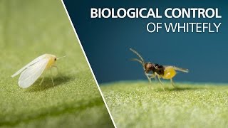 Biological control of whitefly  Encarsia Formosa [upl. by Aneahs267]