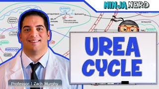 Metabolism  Urea Cycle [upl. by Osmund]