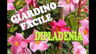 DIPLADENIA Mandevilla [upl. by Rehpoitsirhc]