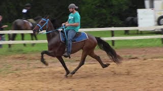 SOLD Speed Racking Standardbred Trotter FOR SALE  Jacob Parks Horsemanship [upl. by Meir]