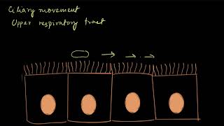 Types of movement  Locomotion and movement  Biology  Khan Academy [upl. by Sternick]