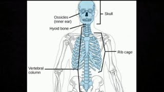 Skeleton Movement and Locomotion part3AXIAL SKELETON myclassroomwithPremaMaam [upl. by Skillern683]