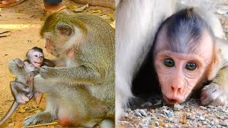 This mother monkey weaning her baby is brutal and rough [upl. by Nytsirk]