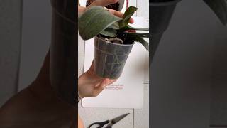 TUTORIAL rinvaso orchidee 🌺 orchidee curaorchidee tutorial [upl. by Nue]