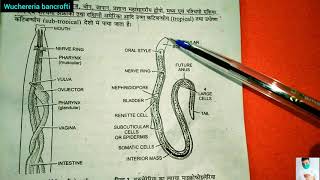 Wuchereria bancrofti life cycle in hindi  BSc 3rd year Zoology [upl. by Brynne]