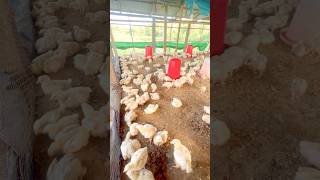 Rapid Broilers Chicken Growth  400g AT DAY11 shorts farming [upl. by Ahsiram]