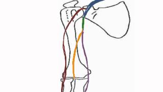 How to Biology amp Anatomy Veins of the arm [upl. by Eldredge]