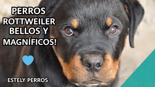 PERROS ROTTWEILER MARAVILLOSOS Y BELLOS [upl. by Yrahcaz9]