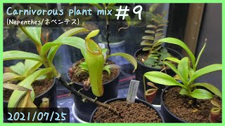 食虫植物栽培日記 Carnivorous plant mix ＃9《ネペンテス》 [upl. by Eegnat42]