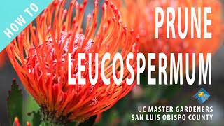 How to Prune Leucospermum [upl. by Borer]