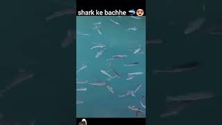 😱 ship port pass shark ke bachhe🐬msc​ ship​ shark​ sea​ viralvideo​ trending​ youtubeshorts​ [upl. by Ssac853]