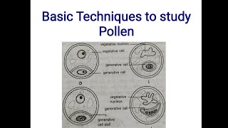 Basic technique to study Pollen  Microscopy Isolation Acetolysis Staining  Pollen grains [upl. by Calvo]