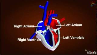 Working of Heart [upl. by Enymsaj]