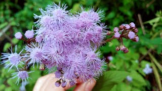 Blue Mistflower or Conocliniun Coelestinum Imelda Ingram USA [upl. by Enelyaj]