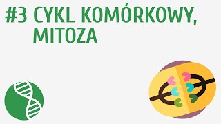 Cykl komórkowy mitoza 3  Genetyka [upl. by Charity82]