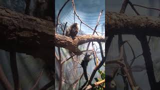 Whitefaced saki monkey [upl. by Reinke804]