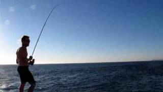 50lb Bluefin Tuna off the Rocks On a Popper  mauled by 3 sharks [upl. by Eilrak69]