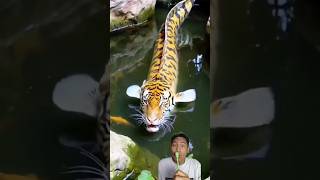 Apa⁉️Ikan Macan⁉️shortvideo comedy funny [upl. by Ahsied]