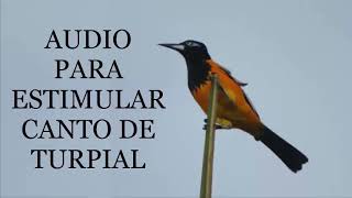 AUDIO PARA ESTIMULAR CANTO DE TURPIAL CD AUDIO DESCARGAR CD [upl. by Seiter]