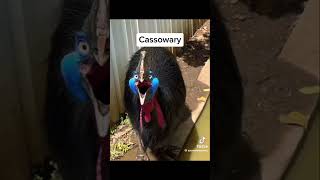 Top 5 funniest bird sound in the world credit zooweemaama on TikTok shorts funny birds [upl. by Edbert]