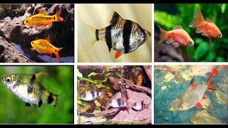 Popular Barbs Fish For Aquarium [upl. by Halsy]