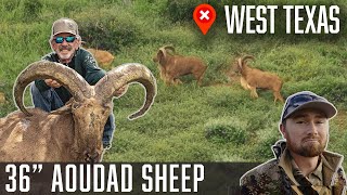 36quot GIANT AOUDAD Sheep West Texas  Wildlifers [upl. by Ensoll]