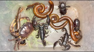 Red Spotted Giant Millipedes Fascinating World And Tiny Worm Discovery Black Scorpion [upl. by Brenda874]